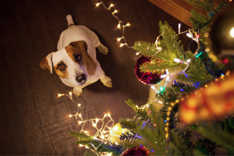 Jack Russel Terrier in a Christmas setting with festive lights