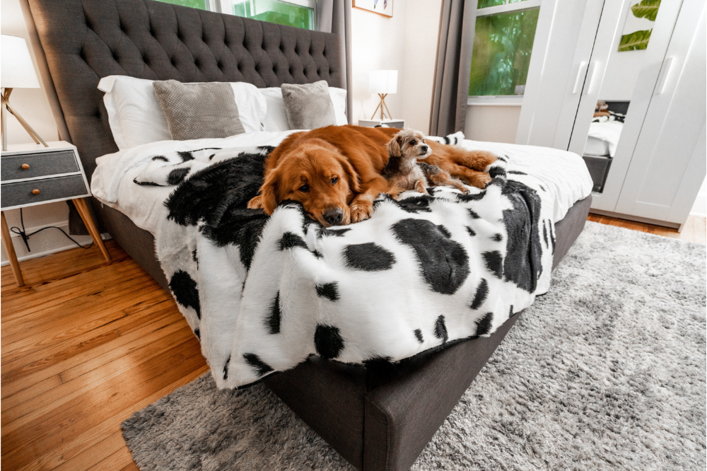 two dogs laying on the edge of a bed