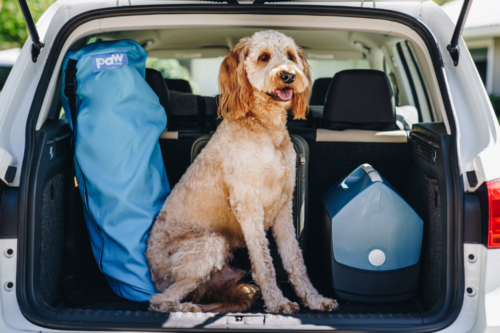 A Goldendoodle sits in the hatch of an SUV with their dog bed in tow waiting for their owner to arrive