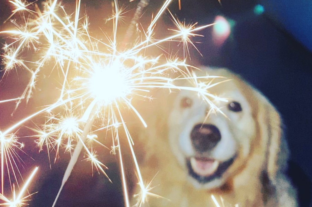 Dog Fireworks