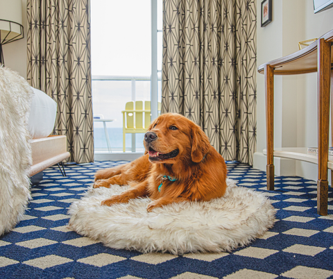 Golden Retriever on faux fur dog bed in fancy hotel room