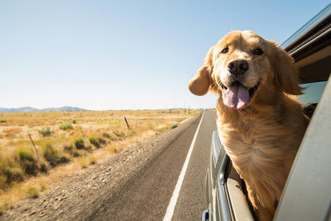 golden retriever sticking its head out a car window