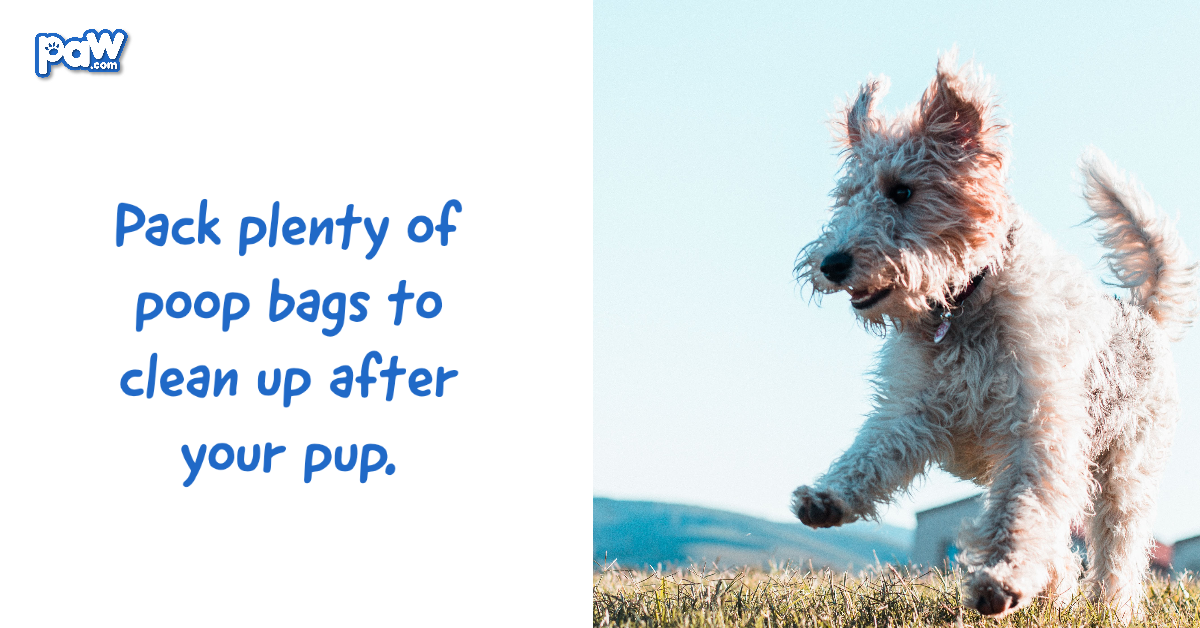 pack plenty of poop bags to clean up after your pup.