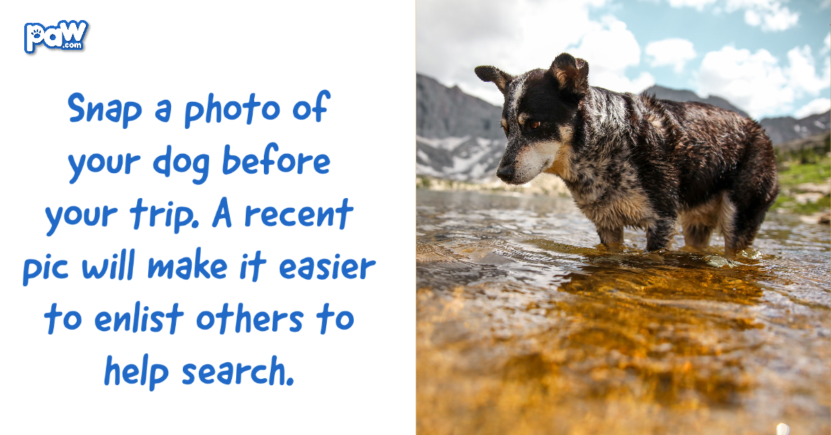 Snap a photo of your dog before your trip. A recent pic will make it easier to enlist others to help search.