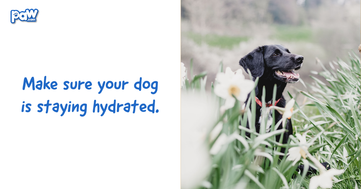 Make sure your dog is staying hydrated.