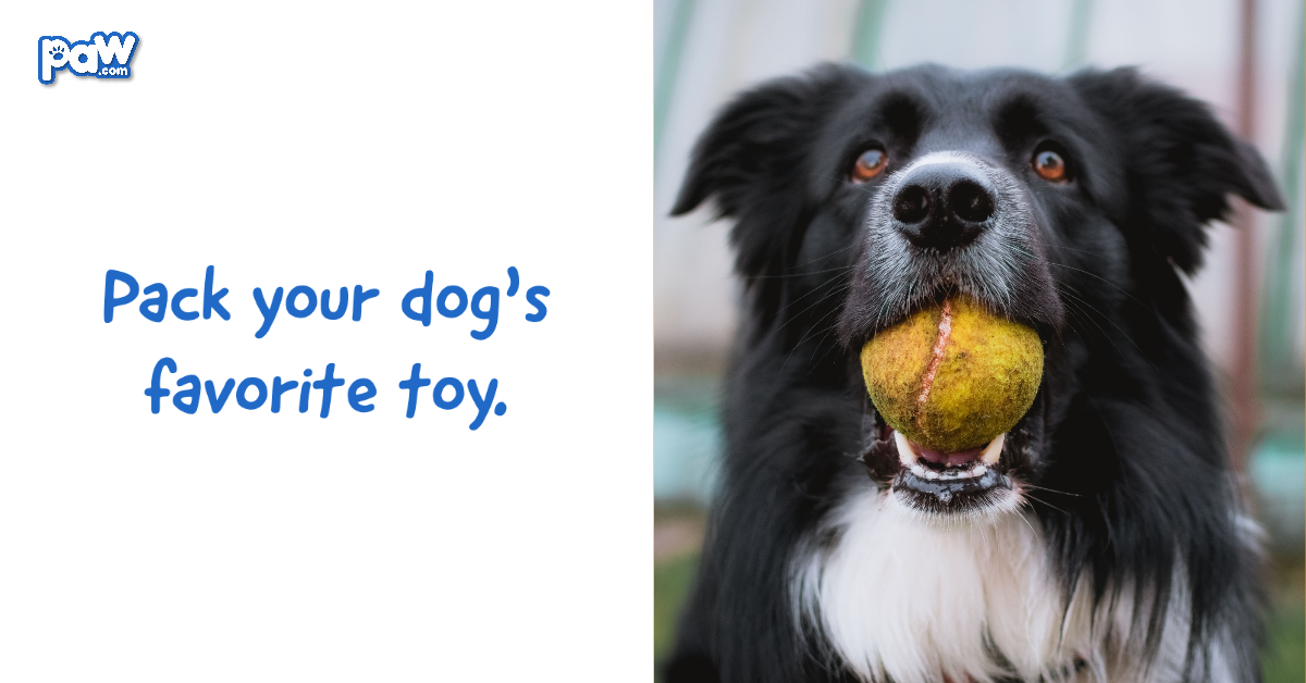 Pack your dog's favorite toy.