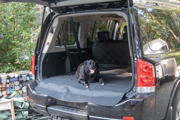 Dog in Cargo Area of SUV vehicle in the woods