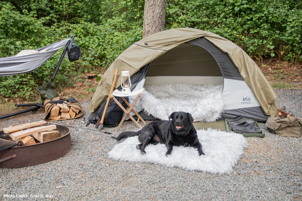 Black Dog sitting on Dog Bed in front of tent in the woods