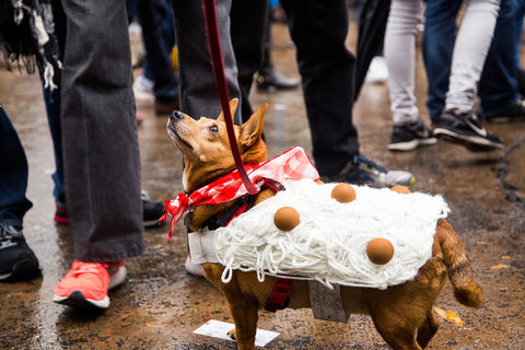 spaghetti dog costume