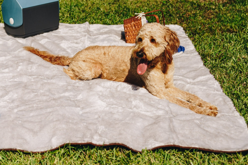 dog laying down on faux fur blanket on grass with cooler on blanket