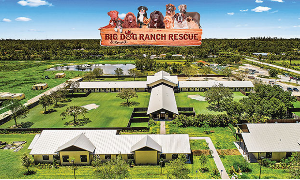 Big Dog Ranch Rescue 