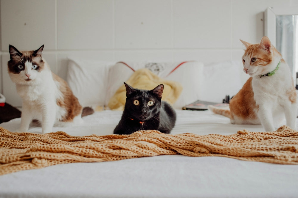 3 cats sitting on bed, black cat lying down in middle, with bed scarf in front of them