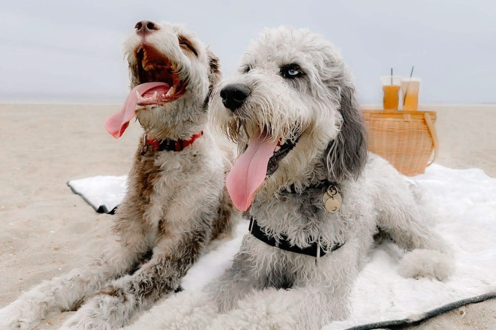 2 dogs sitting on blanket on beach with picnic basket and 2 beers behind them