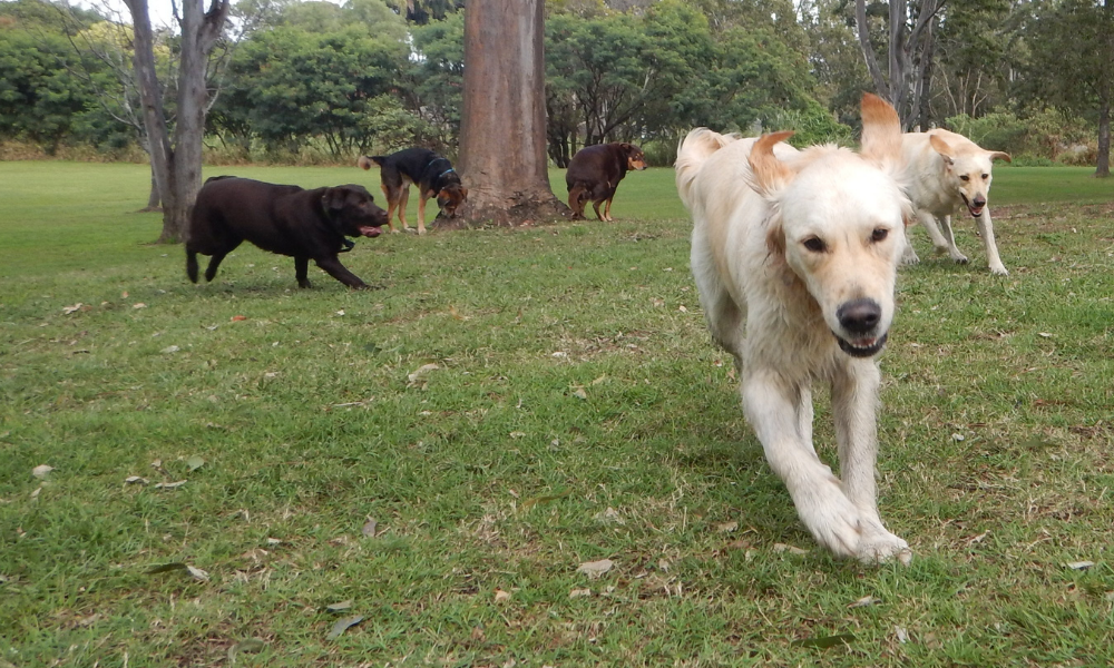 Dogs Playing Outside