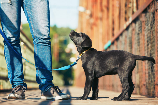 Dog on a leash 