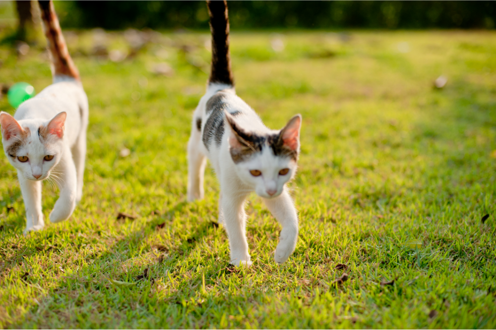 Cats on Grass 