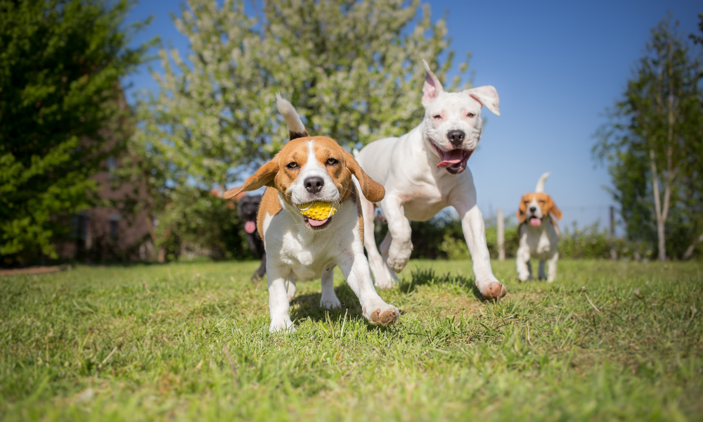 Dogs Playing 