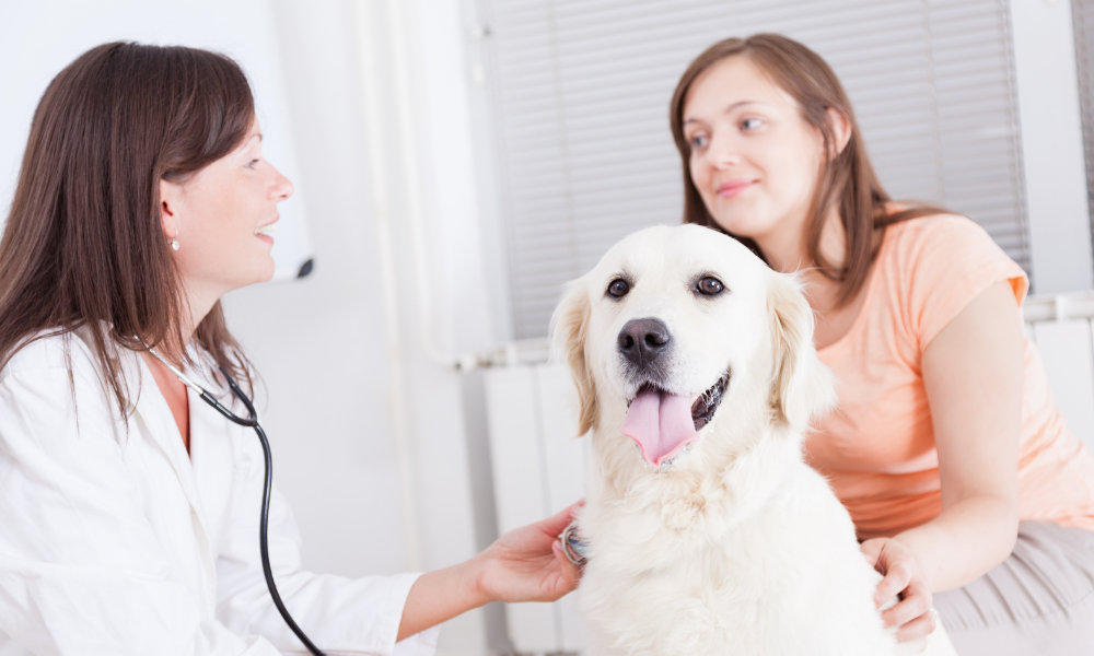 Dog Happy at Vet