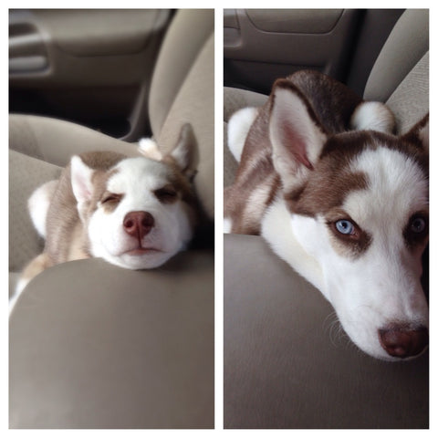 Husky puppy on left, Husky adult dog on right