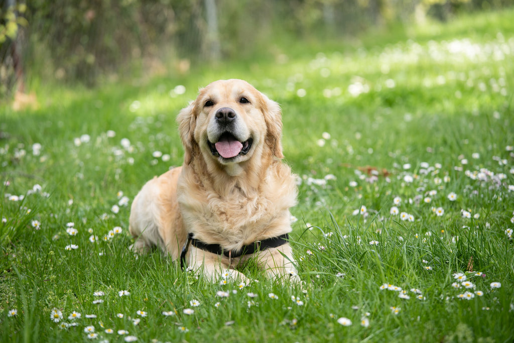 A large dog sits in a field full of grass and flowers