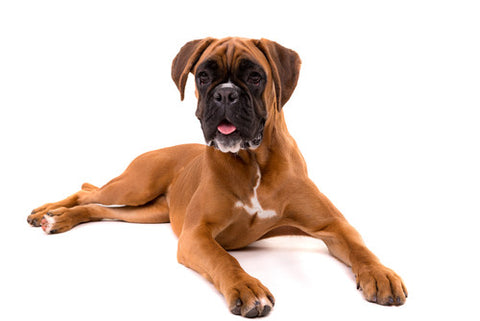 boxer dog lying down