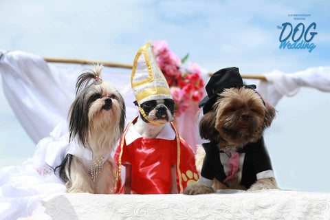 shih tzu couple with dog officiant