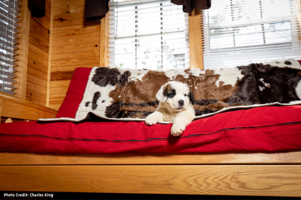 Puppy on Brown Cowhide Blanket