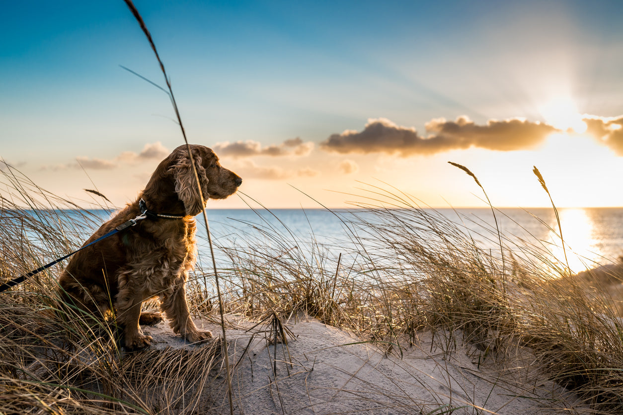 Dog enjoying the sun set, at a safe time to be in the sun | Paw.com