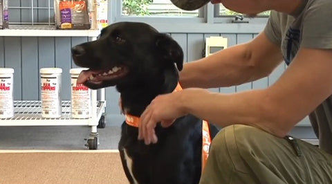 Black Labrador 