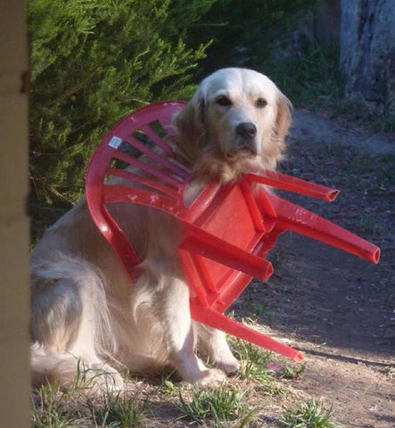 golden retriever stuck in Plastic Chair