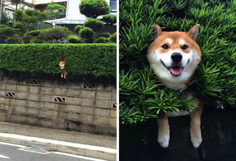 Shiba Inu stick in a bush