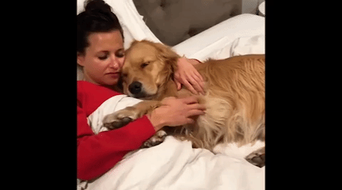 gif of woman snuggling with golden retriever under blanket