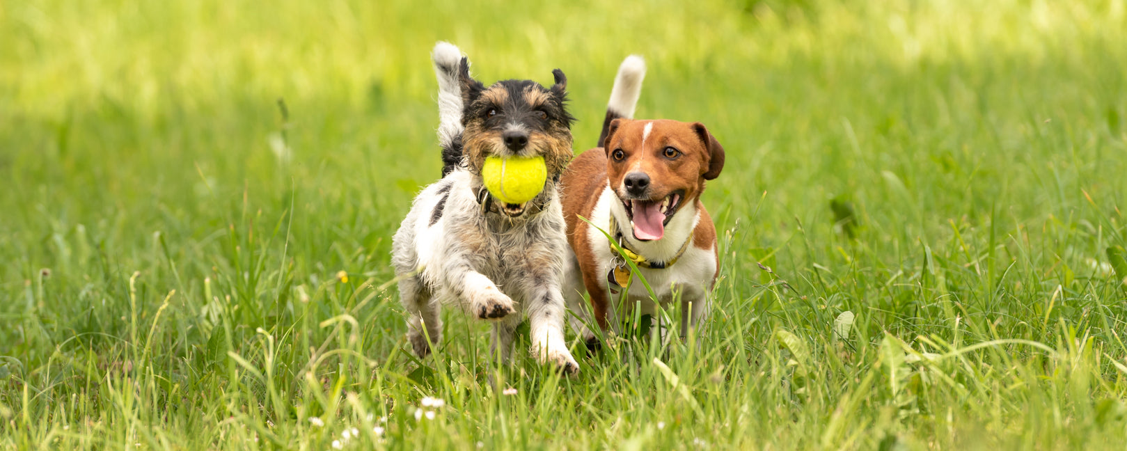 Dogs running outside with a ball | Paw.com