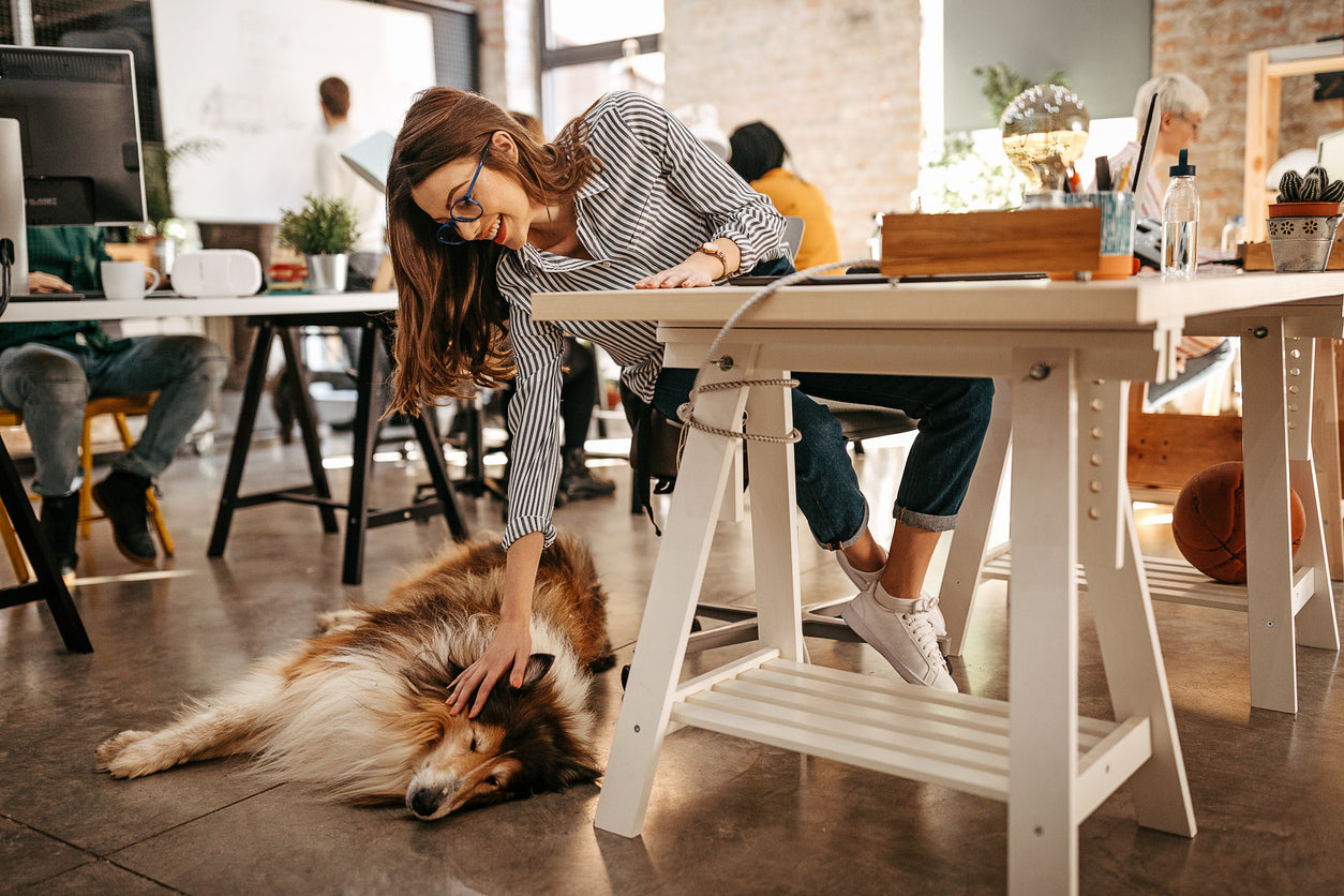 Take your dog to work 