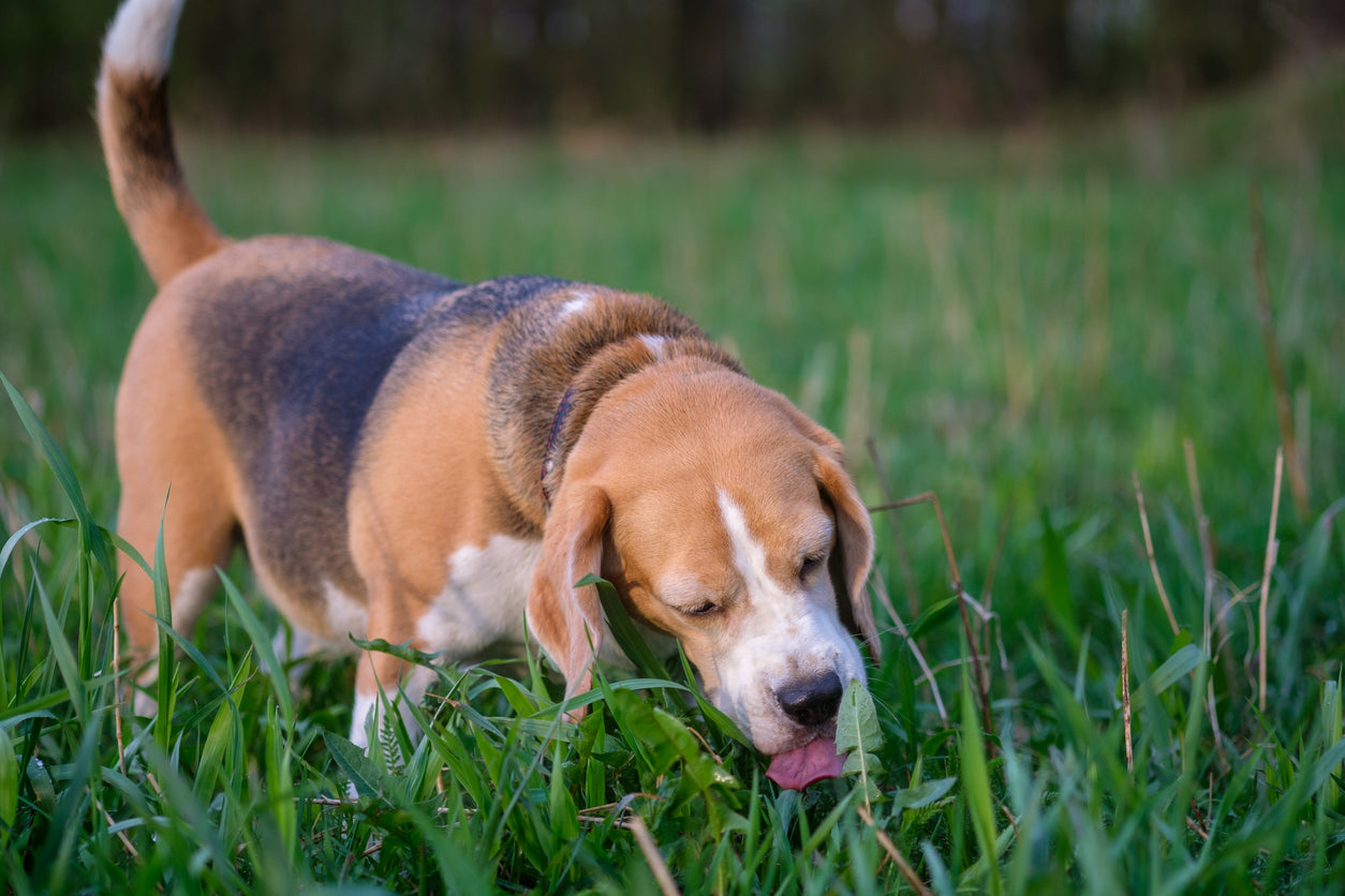 Dog eating grass | Paw.com