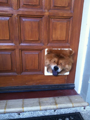 Dog stuck in cat door