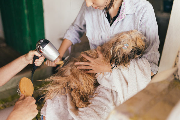 A dog is dried off with a hair dryer after a bath