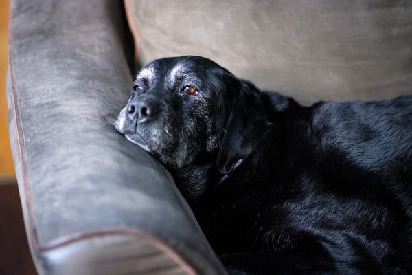 An old dog lying on a couch