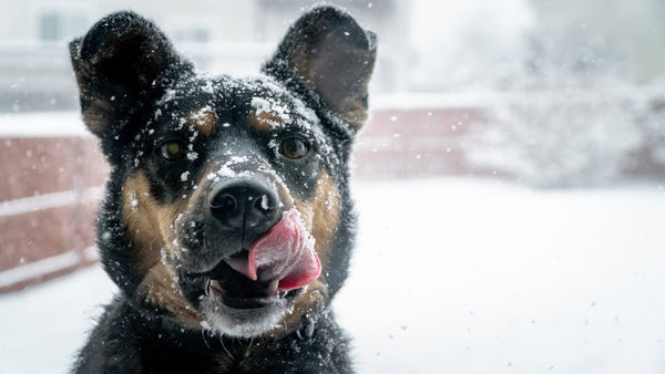 A dog covered in snow looks toward the camera