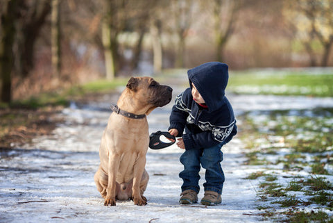 Great Dane