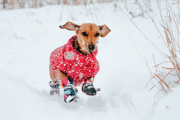 A small dog wears a sweater and boots as it runs in the snow