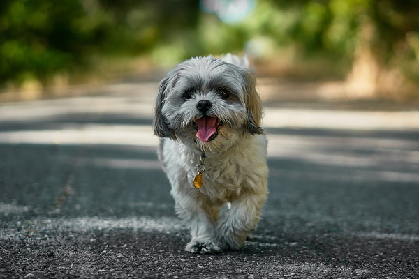 A small dog walking on a pathway