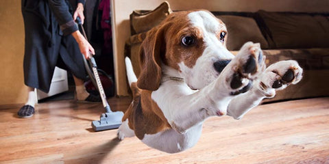 Dog Running From Vacuum 