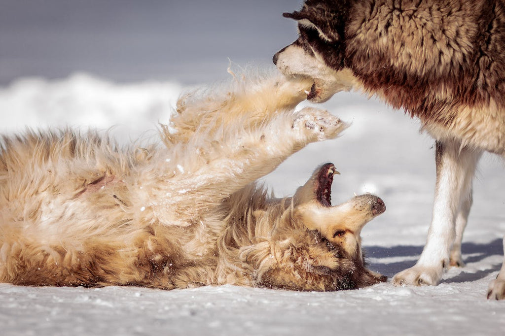 Two dogs play fighting outside in the snow