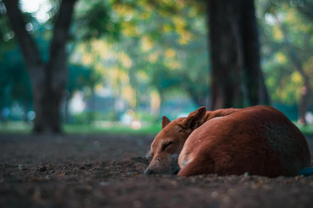 A dog curled up and sleeping outside