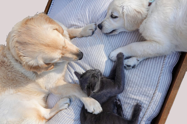 Two Dogs and a Kitten Laying on a Cushion