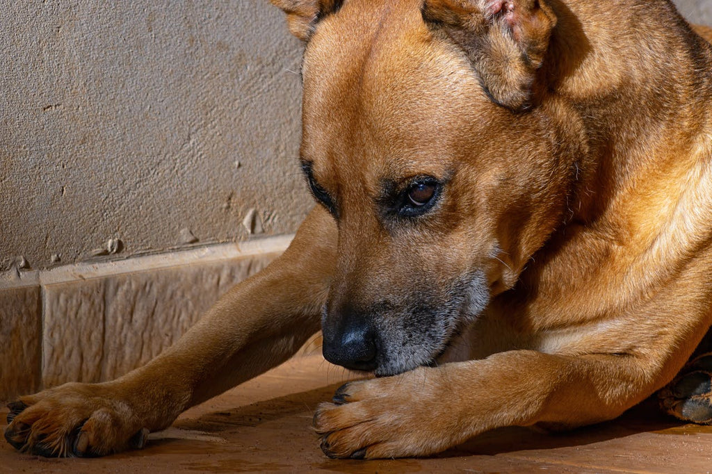 A close up image of a dog lying down