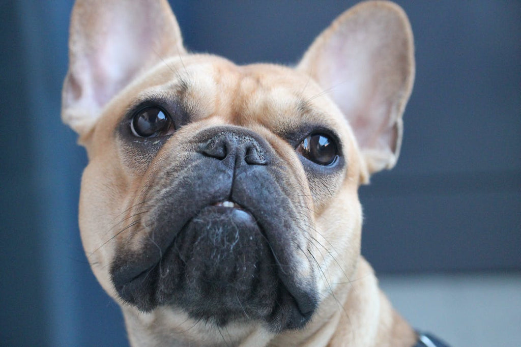 A close up of a French Bulldog