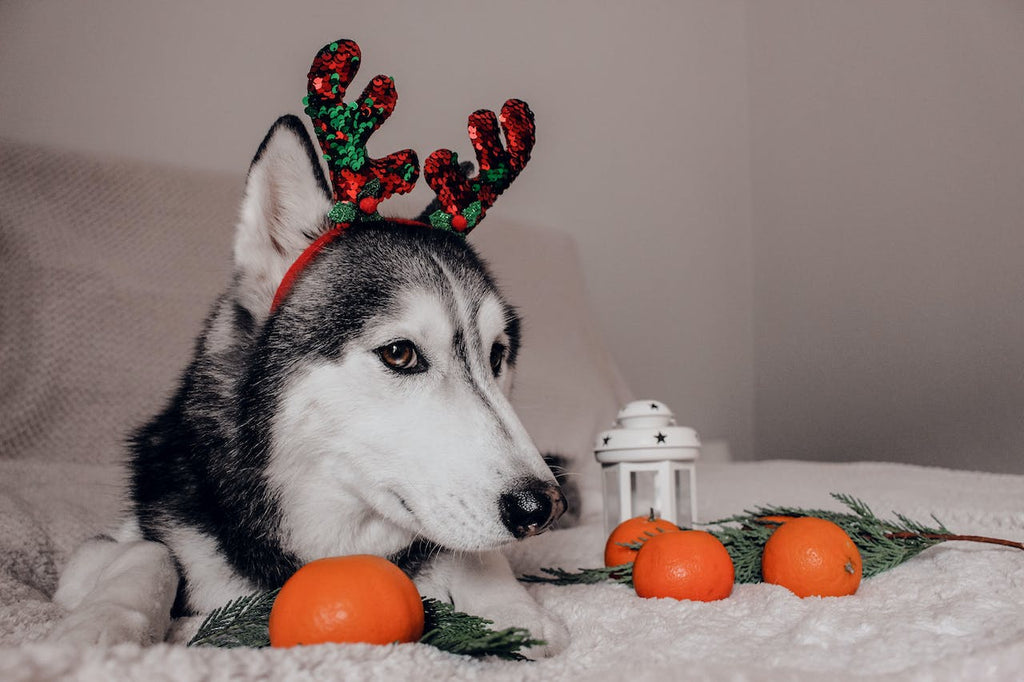 a dog looking a little anxious