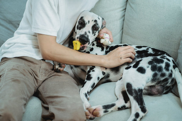 A large Dalmatian dog sitting down on a couch